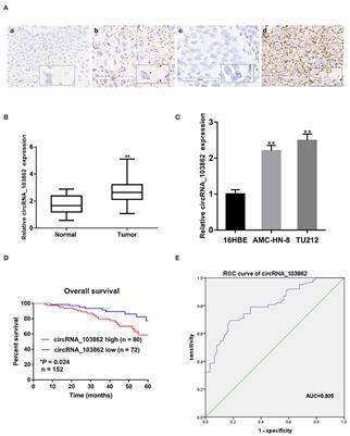 Circular RNA 103862 Promotes Proliferation and Invasion of Laryngeal Squamous Cell Carcinoma Cells Through the miR-493-5p/GOLM1 Axis